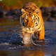 Illustration for article titled Caturday - Panthera tigris Edition